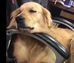 5.1K views · 482 reactions | #Xenomorph vs Dog | Sigourney Weaver Fanspage | Facebook