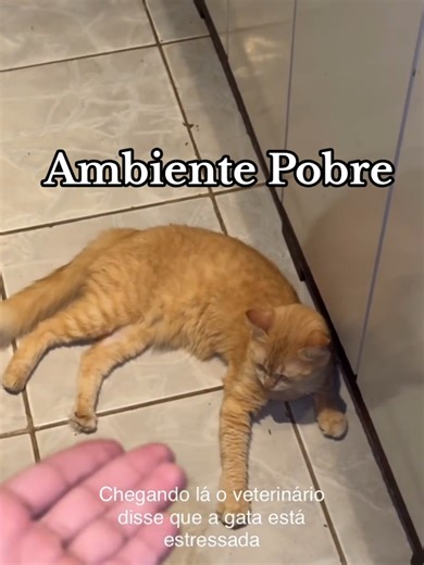 Enriquecer o Ambiente não é sobre o Tutor ser Rico.🐈‍⬛✨ 1.Enriquecimento Vertical: (Verticalização) Gatos se sentem mais seguros e confiantes quando podem observar o território de cima. 🎯Prateleiras e Nichos: Criar