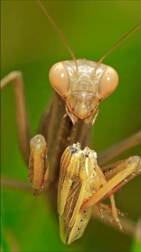 HEADLESS MATING PRAYING MANTIS HORROR!
