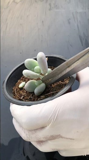 🌙Moonstone Magic in the Making, Propagating these chubby pastel gems—watching each cutting take root