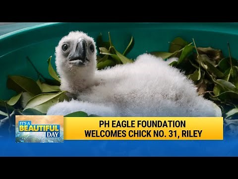 Historic Hatching: Riley the Eaglet Marks Milestone for Philippine Eagle Conservation