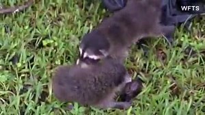 FURRY FIND: Tropical Storm #Hermine created a big problem for a family of #raccoons near Tampa, as two babies lost their mother when they fell out of a tree knocked down by storm winds. #BabyRaccoons | CBS Miami