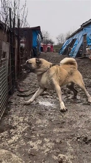 Dog is a very powerful is the tiger fight, and then look at this #pandalabs #pmodel