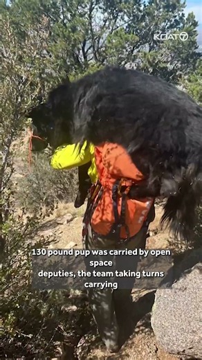 130-pound dog rescued after mountain hike in ABQ #news #rescue #dog #police