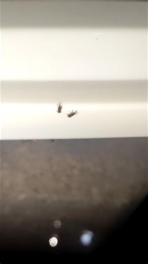 Rice Weevils infestation on my brown rice