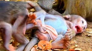 Oops!! Newborn baby monkey biting each others and falling upside down | Monkey Topic | Facebook