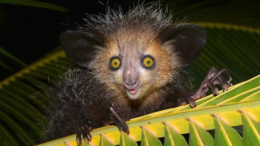 BBC Radio 4 - Seriously..., Seriously... - Are these the world's eight ugliest animals?