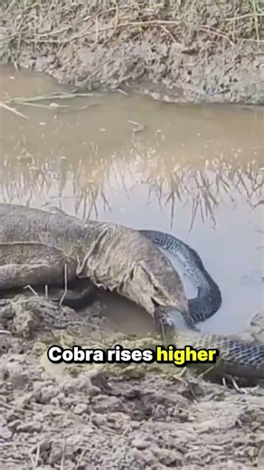 King Cobra Faces a Monitor Lizard