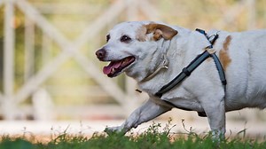 How to help a dog lose weight and have a healthy lifestyle | Horse & Hound