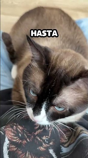 Rescued cat with incredible story