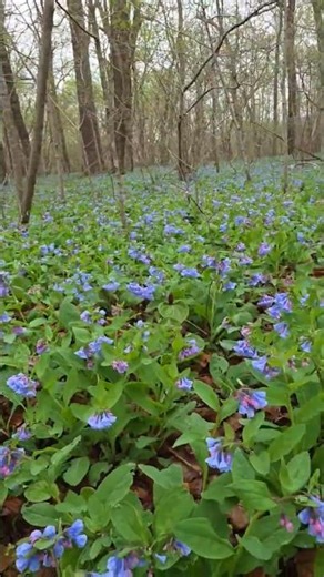 This Bluebell Field is Insane #nature #wildflowers
