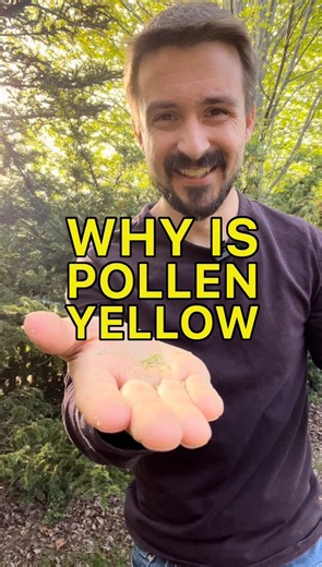 24K views · 626 reactions | Why is Pollen Yellow?  In many plants,...