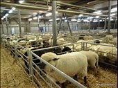 Visiting the Sheepmarket area - IELTS listening practice test
