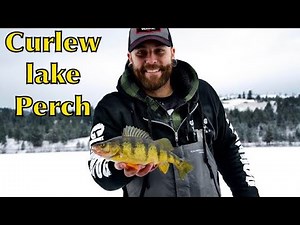 Curlew lake perch ice fishing