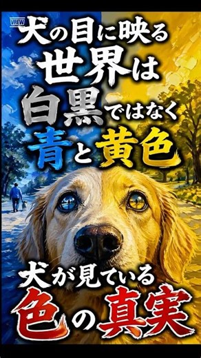 犬の目に映る世界は白黒ではなく青と黄色、赤いボールが黄色に見えていた🐕 #動物 #犬 #雑学