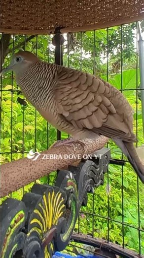 Zebra Dove call Bird sounds for relaxations 57 #birds #birdsounds #birdsoundscape #birdsong #animals
