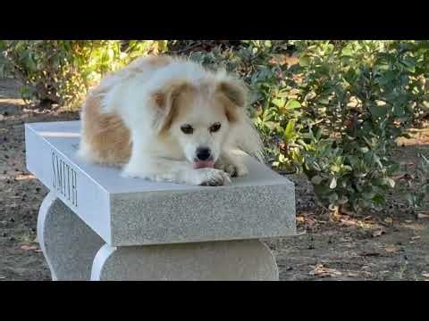 October 28, 2025 The Graveyard Dog