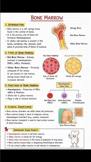 Bone Marrow Explained | Functions of Bone Marrow | Blood Cell Formation (Hematopoiesis) #bonemarrow