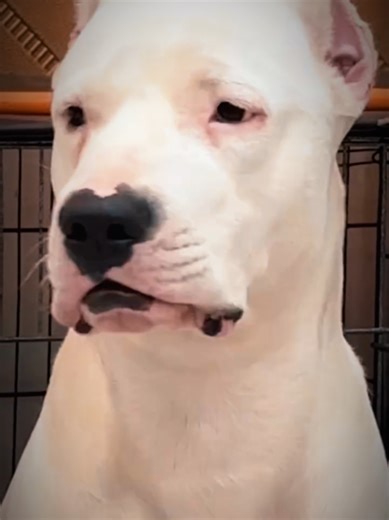 Celebrate Dog Day with Fun Filters