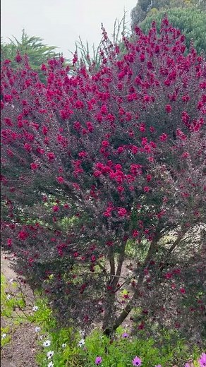 Leptospermum scoparium - New Zealand Tea Tree, Manuka Myrtle #leptospermumscoparium