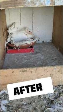 🐦மயில் புறா cage cleaning #pigeon #fantailpigeon #loft #shorts #tamil #birds