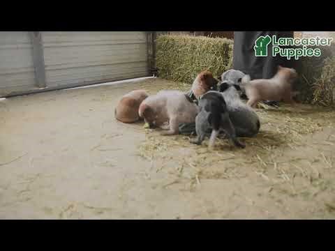 Playful Australian Cattle Dog Puppies