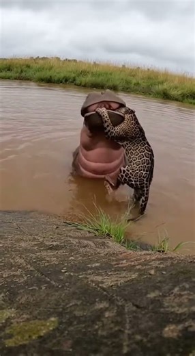 Hippo vs Leopard