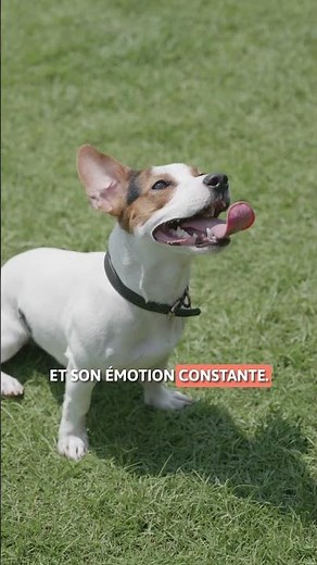 5 CHARACTERISTICS of the JACK RUSSELL TERRIER ⚾