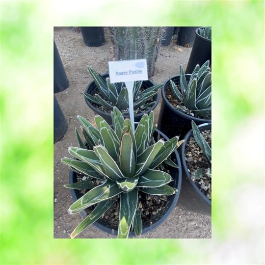 Up close and personal with four of the most ornamental Agaves in cultivation today! #agavelovers #agave #succulents #succulentgarden #succulentlove #cactusgarden #cactus #cactuslover | The Cactus Outlet | Facebook