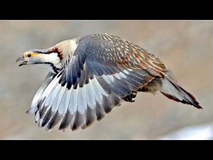 Himalayan snowcock (Tetraogallus himalayensis) sound - Call and song