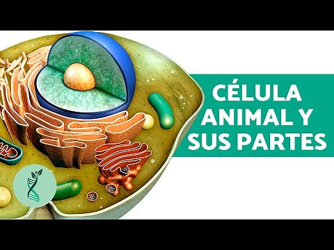¿Cómo es la CÉLULA ANIMAL? 🧪 (Partes y Funciones de la Célula Animal)