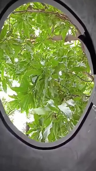 killer.insecticida (@killerinsecticida) - La #maleta #cucaracha estamos #cerca @DuolingoEspanol no cargo nada de comer porque en #mexico mi 🪳se deleitará con un @Mazapán - Dulces de la Rosa