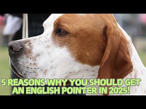5 Reasons Why You Should Get an English Pointer in 2025!
