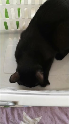 The new litter box May 2022 #cat #kitten #cute #funny #kitty #cutecat #catlove #pets #funnycats