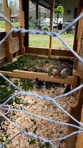 Chicken enrichment | From Suits to Boots