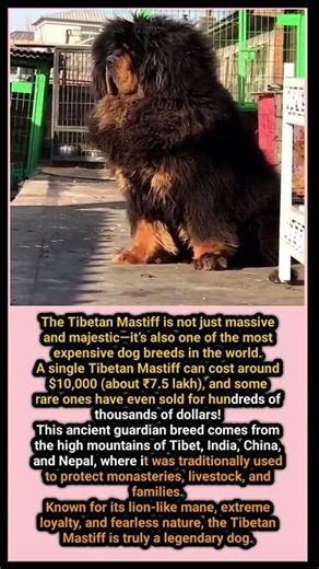Meet the Tibetan Mastiff — One of the World’s Most Expensive Dogs! 🐕‍🦺💰🔥#TibetanMastiff #DogFacts