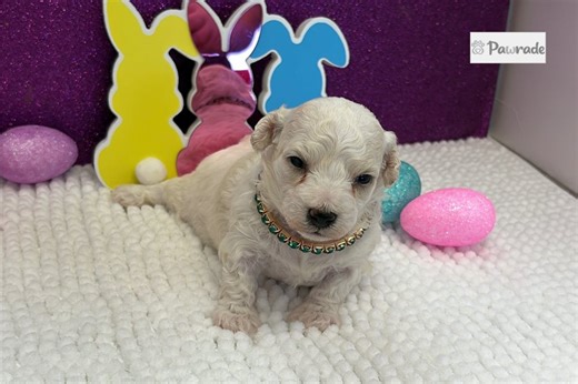 Marlena - Bichon Frise Puppy DB6070
