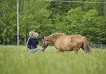 Help research the impact of African Horse Sickness - Horse & Hound