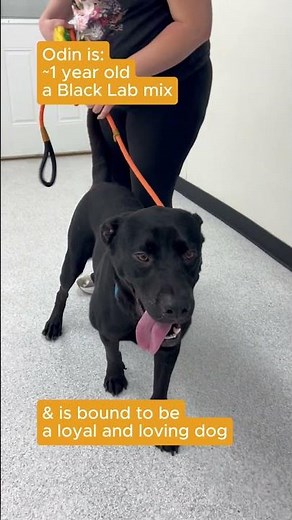 Adorable Black Labrador Retriever Mix Needs Adopted 🧡🐾