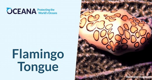 Flamingo Tongue | Oceana