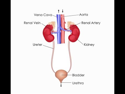 What Is Excretion | Execration In Biology | Homeostasis,