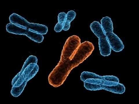 The evolution of the Y chromosome