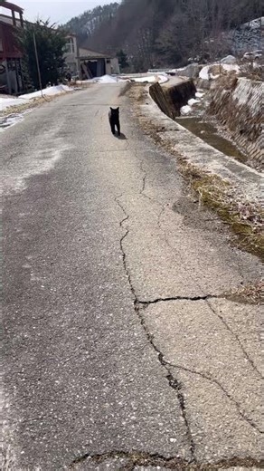 My Totoro is passing by 🌳 Peter the Russian Blue