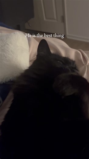 bestie for the restie #fyp #catsoftiktok #blackcat #blackcatsoftiktok #foryoupage #petsoftiktok #taylorswift #taylorsversion #erastour