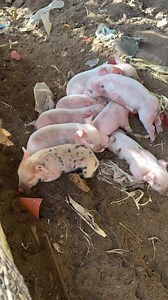 chanchitos bebes: muñeca conoce a los puerquitos recién nacidos