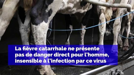 La maladie de la langue bleue pourrait faire flamber le prix de la viande d’agneau en Belgique : « C’est inévitable »