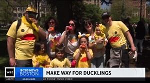 Annual Make Way for Ducklings parade held on Boston Common