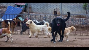 El amor de un Wuf no tiene límites💙 Conoce a Chubo, un adorable Wuf, lleno de energía que a pesar de no poder ver, se conecta muy bien con los humanos y otras mascotas 🥺💙 Él y sus amiguitos buscan un hogar lleno de amor 🏠 🐾En este San Valentín, ¿Por qué no abrir tu corazón a un Wuf? Adoptar un Wuf con condiciones especiales es una experiencia única, ya que nos enseñan el verdadero significado del amor incondicional y la resiliencia 🙏 WUF y Dentitoy han unido fuerzas para sensibilizar a más