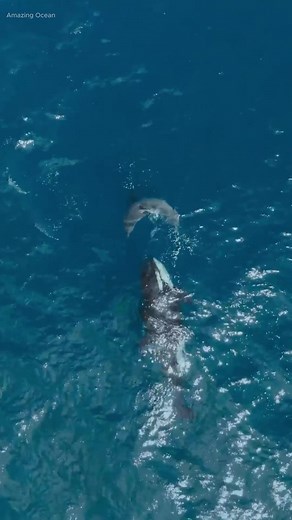 Orca's Deadly Encounter with Great White Shark