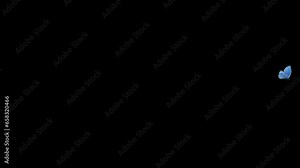 Blue Adonis Butterfly - Flying Over Screen Transition - Realistic 3D animation isolated on transparent background with alpha channel